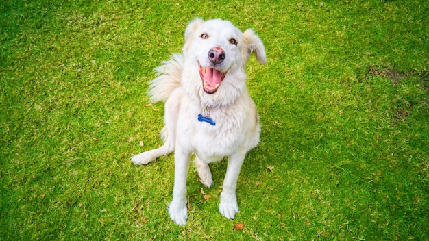 Portret van een hond die op het gras zit