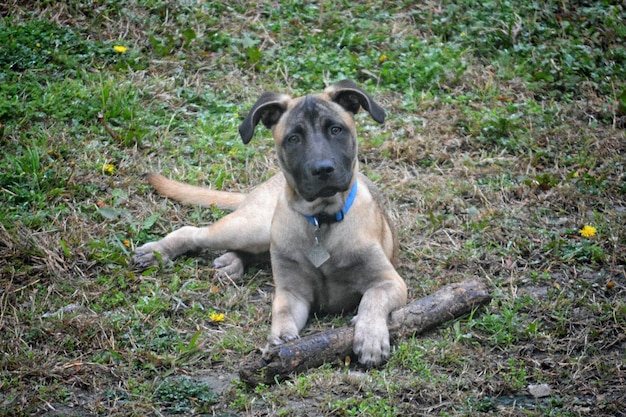 Portret van een hond die op het gras zit