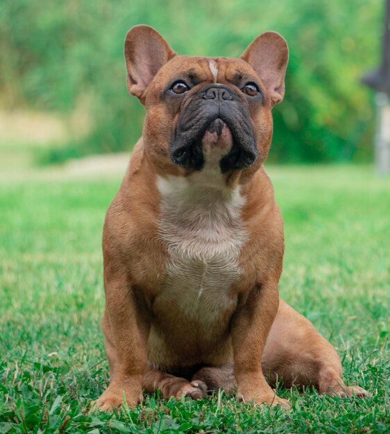 Foto portret van een hond die op het gras zit