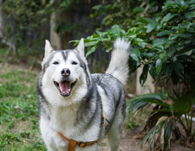 Foto portret van een hond die op het land staat