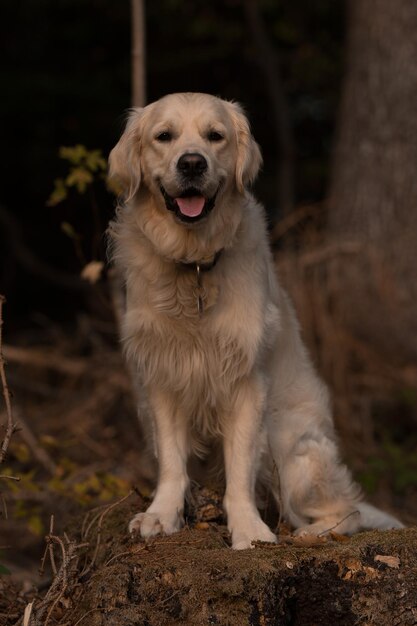 Foto portret van een hond die op het land zit