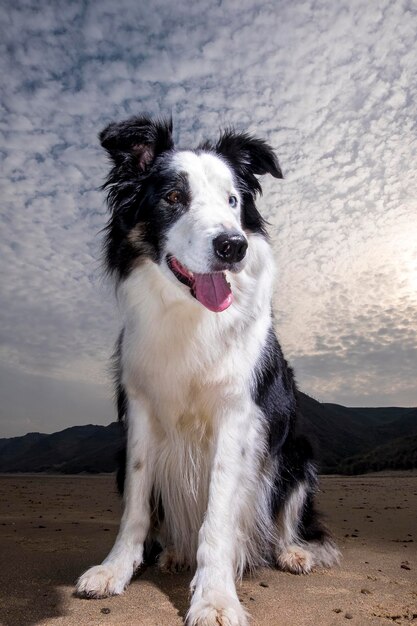 Foto portret van een hond die op het land zit