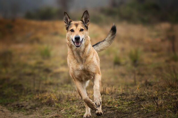 Foto portret van een hond die op het veld loopt