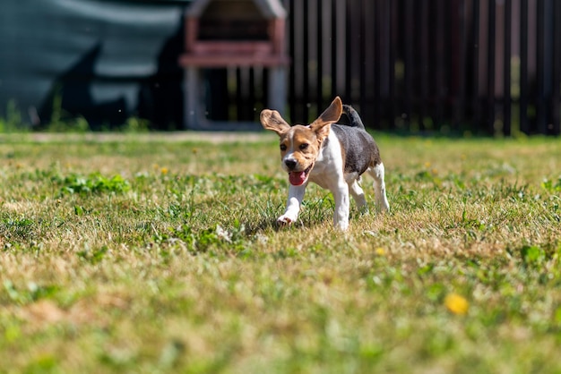 Portret van een hond die op het veld loopt