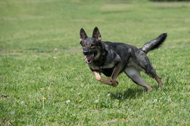 Portret van een hond die op het veld loopt