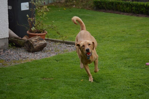 Foto portret van een hond die op het veld loopt