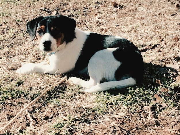 Portret van een hond die op het veld ontspant