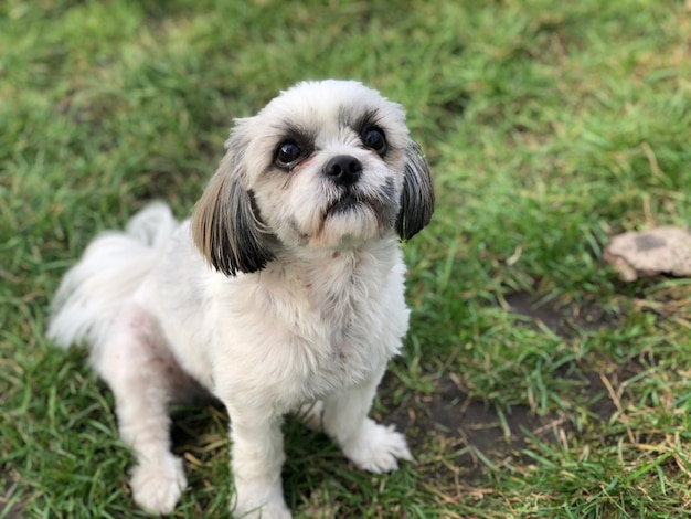 Portret van een hond die op het veld ontspant