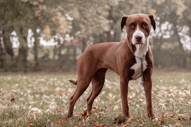 Foto portret van een hond die op het veld staat