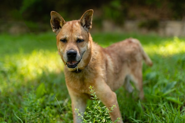 Portret van een hond die op het veld staat