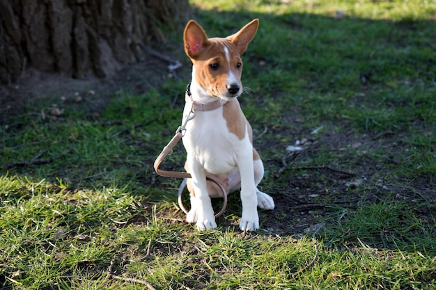 Foto portret van een hond die op het veld staat