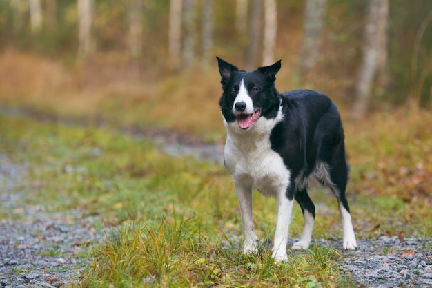 Foto portret van een hond die op het veld staat