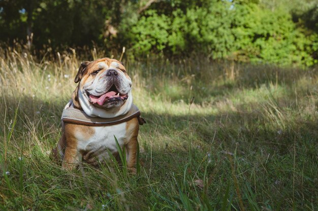 Foto portret van een hond die op het veld zit