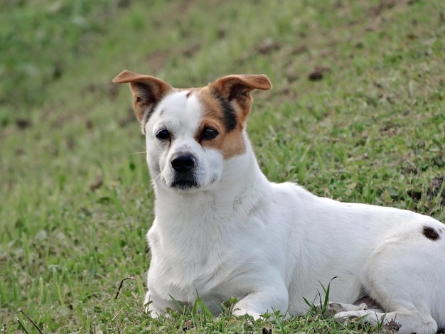 Foto portret van een hond die op het veld zit