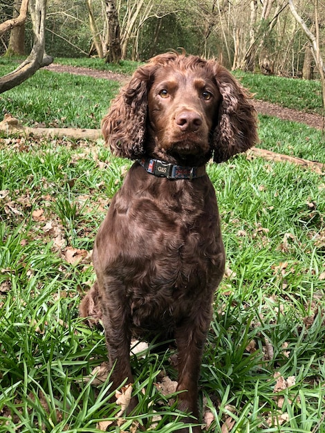 Portret van een hond die op het veld zit