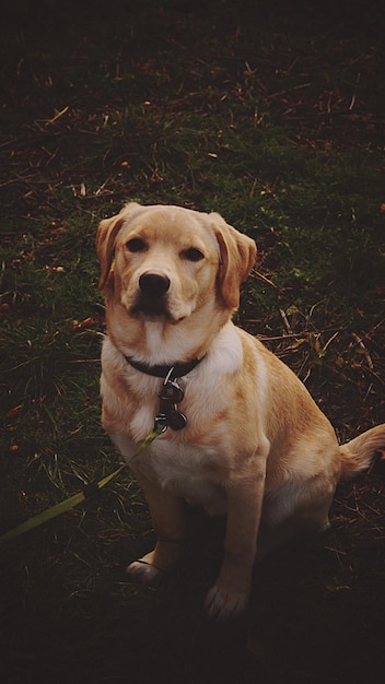 Foto portret van een hond die op het veld zit