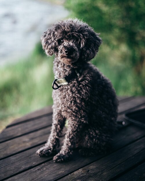 Foto portret van een hond die op hout zit