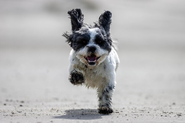 Foto portret van een hond die op straat loopt