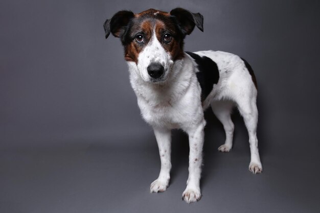 Foto portret van een hond die tegen een grijze achtergrond staat