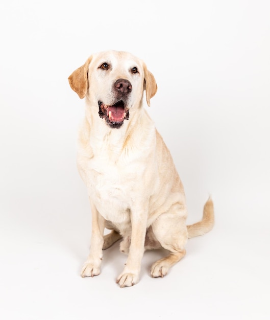 Portret van een hond die tegen een witte achtergrond zit