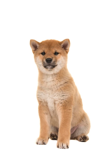 Portret van een hond die tegen een witte achtergrond zit