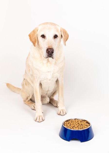 Portret van een hond die tegen een witte achtergrond zit