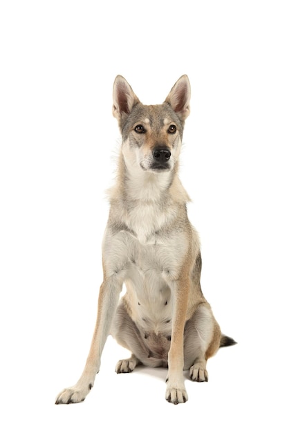Portret van een hond die tegen een witte achtergrond zit
