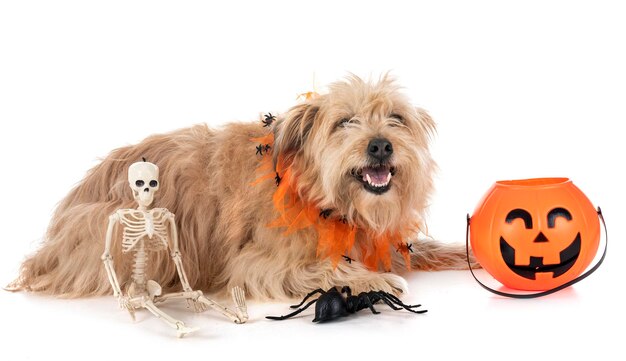 Portret van een hond die tegen een witte achtergrond zit