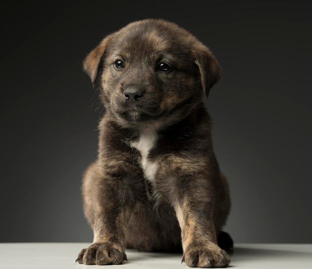 Portret van een hond die tegen een zwarte achtergrond zit