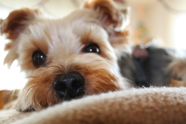 Portret van een hond die thuis ontspant