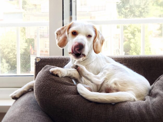 Foto portret van een hond die thuis op de bank zit