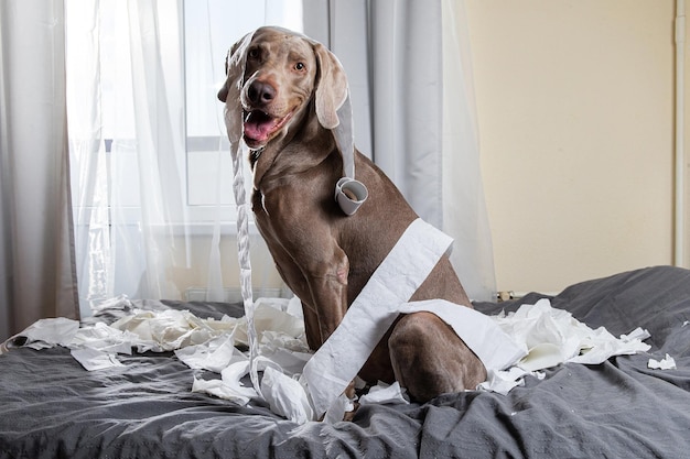 Portret van een hond die thuis op het bed zit