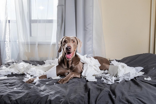Portret van een hond die thuis op het bed zit