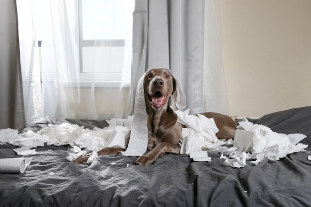 Portret van een hond die thuis op het bed zit
