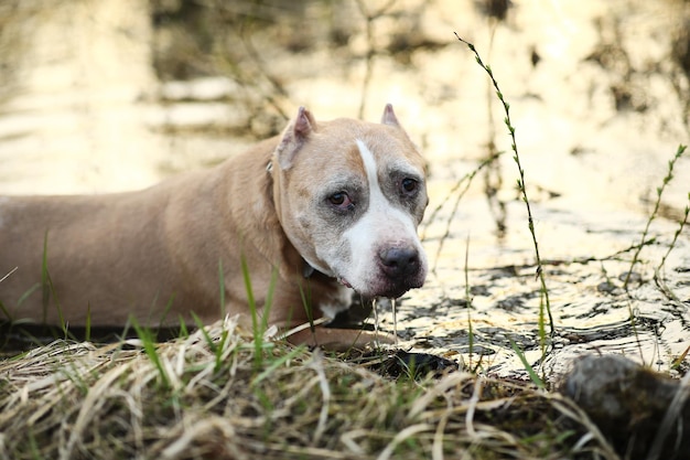 Foto portret van een hond die wegkijkt op het veld