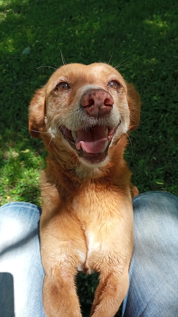 Foto portret van een hond die wegkijkt terwijl hij op het gras zit