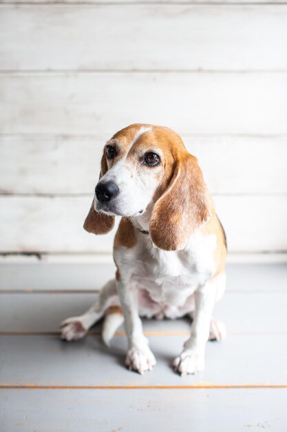 Foto portret van een hond die wegkijkt