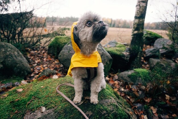 Foto portret van een hond die wegkijkt