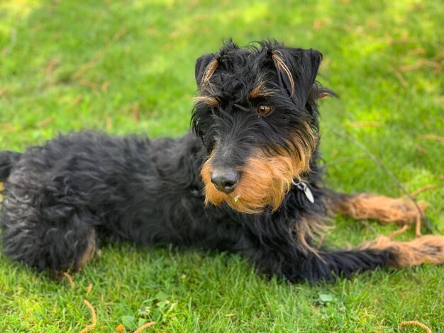 Portret van een hond die zich ontspant op het veld