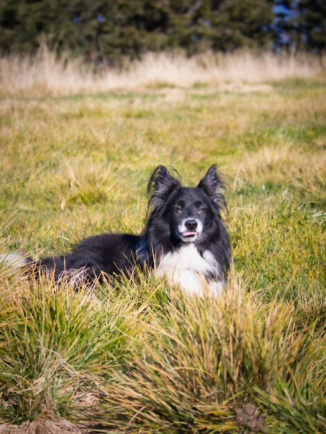Foto portret van een hond die zich ontspant op het veld