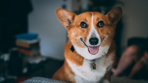 Portret van een hond die zijn tong naar buiten steekt op de bank thuis