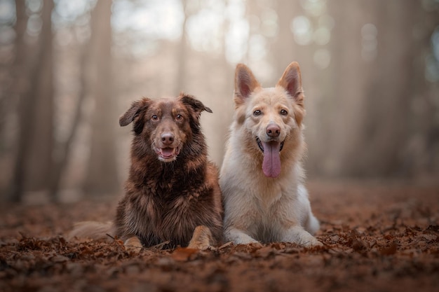 Portret van een hond die zijn tong uitsteekt op het land