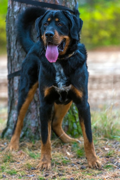 Foto portret van een hond die zijn tong uitsteekt op het land