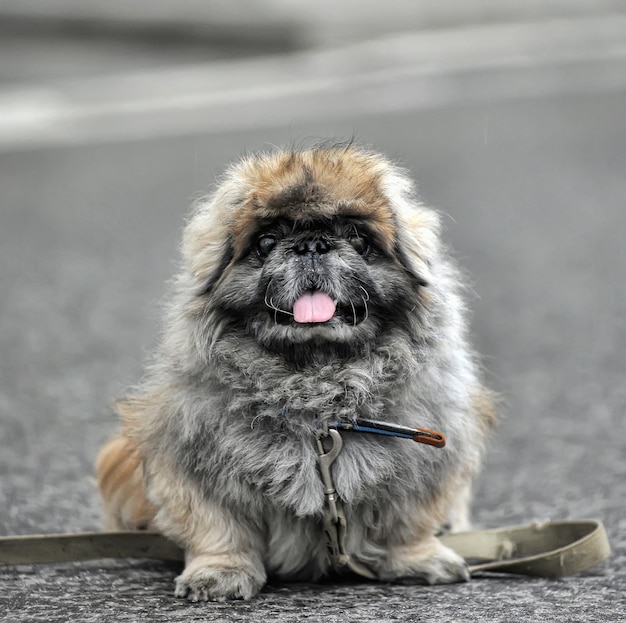 Foto portret van een hond die zijn tong uitsteekt