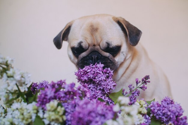 Portret van een hond dweilt en sleept sering in de studio