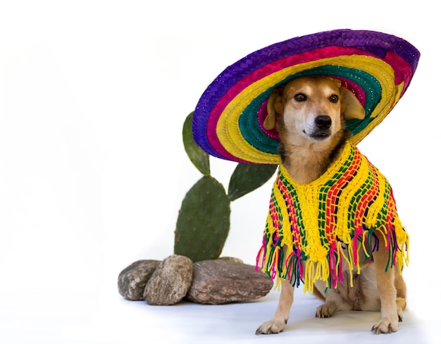 Portret van een hond gekleed in Mexicaanse kleding