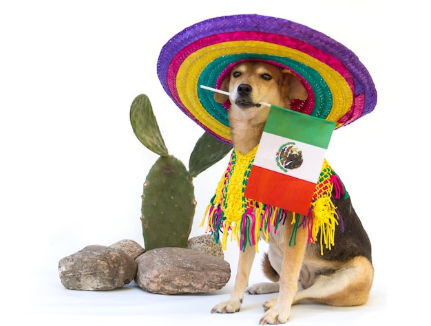 Portret van een hond gekleed in Mexicaanse kleding