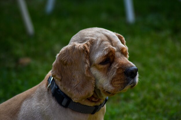 portret van een hond in de natuur