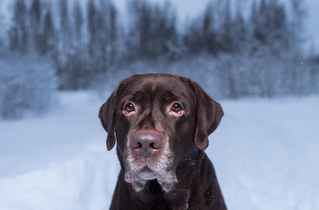 Portret van een hond in de sneeuw