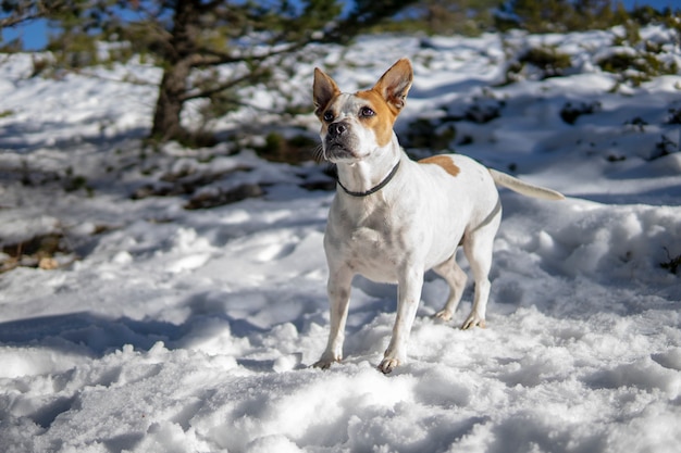 Portret van een hond in de sneeuw